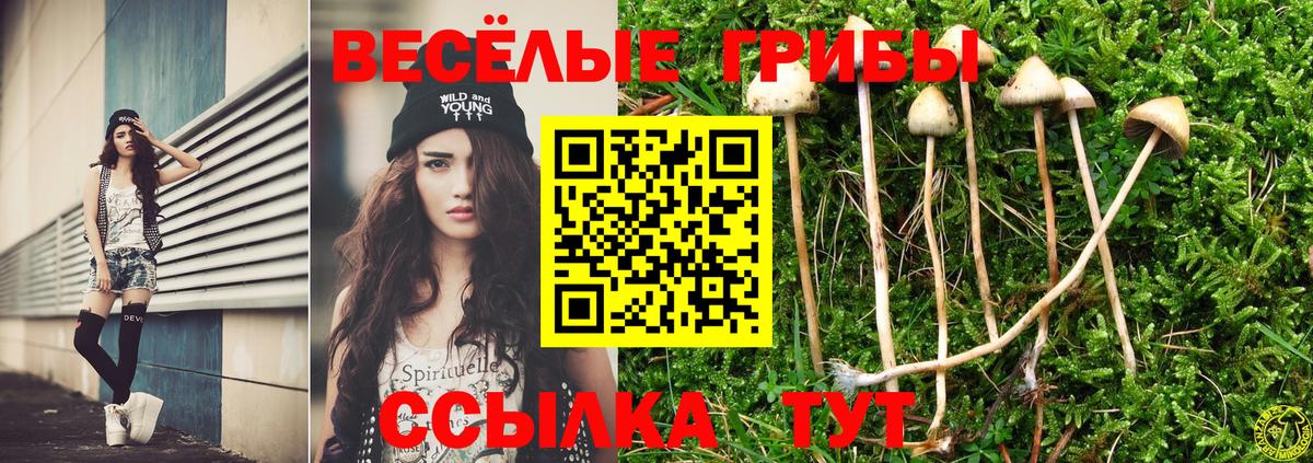 Галлюциногенные грибы Cubensis Новокубанск